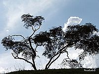 Parque do Itaim